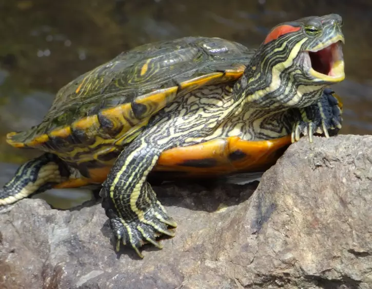red-eared slider lifespan