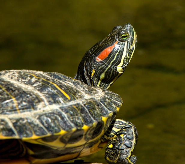 red-eared slider invasive