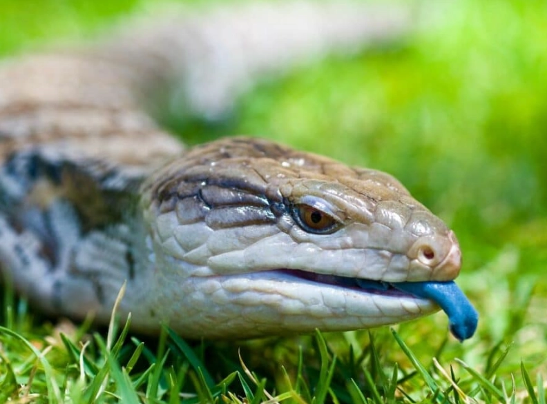 blue tongue skink habitat blue tongue skink habitat