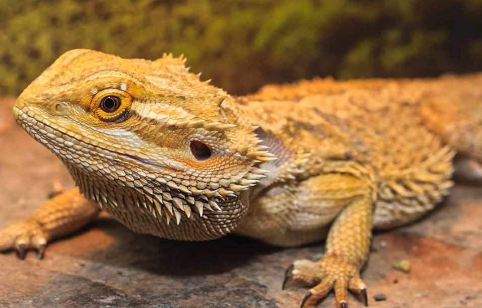 bearded dragon care