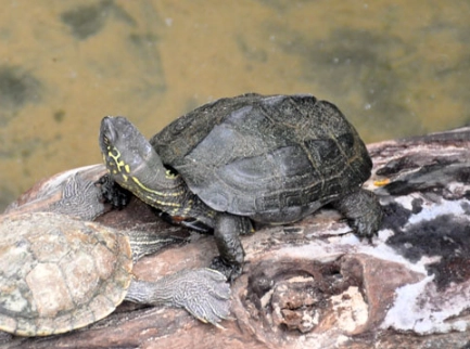 Reeves turtle habitat