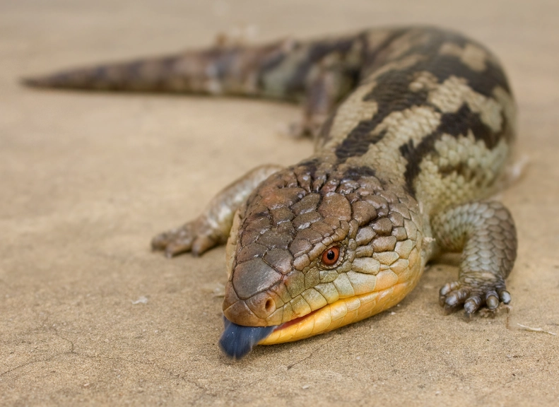 blue tongue skink care blue tongue skink care