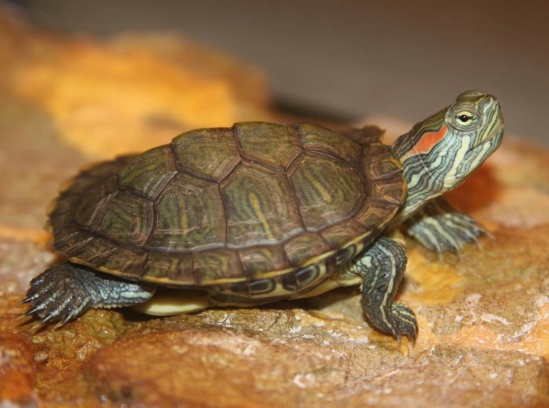 red-eared slider lifespan