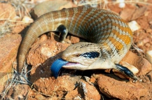 blue tongue skink care blue tongue skink care