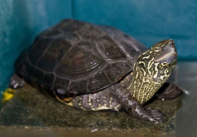 Chinese Pond Turtle care