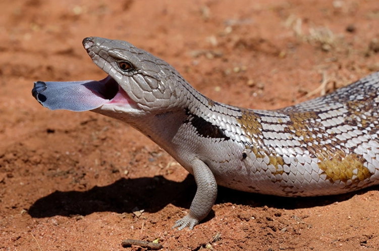 blue tongue skink care blue tongue skink care