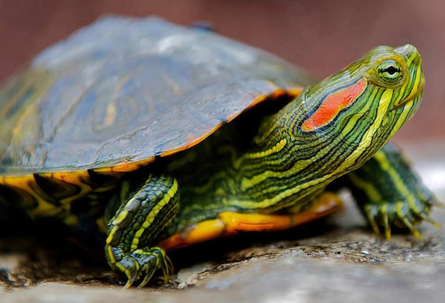 red-eared slider invasive