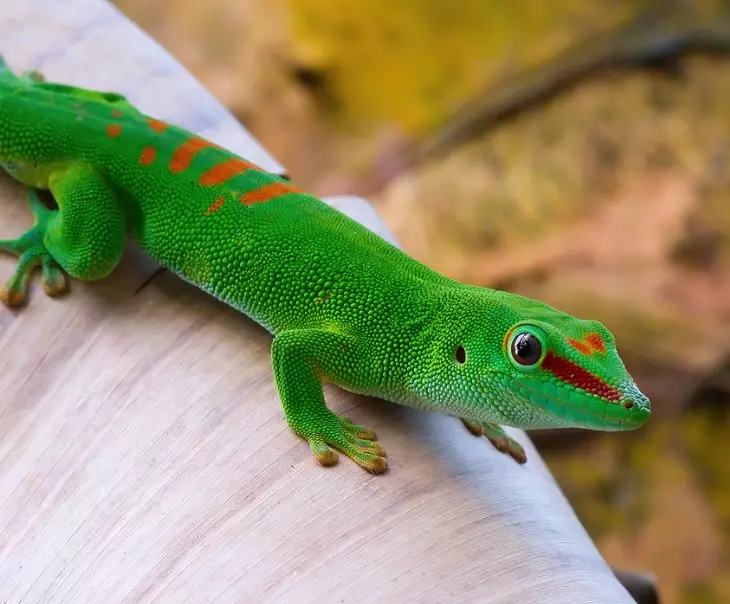 Phelsuma species