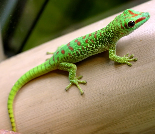 Madagascar day gecko care