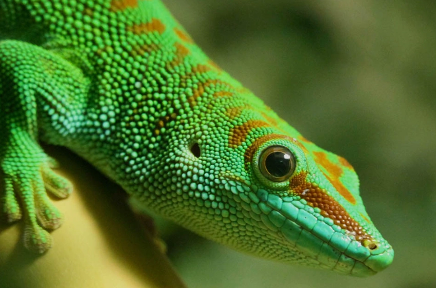 Madagascar day gecko care