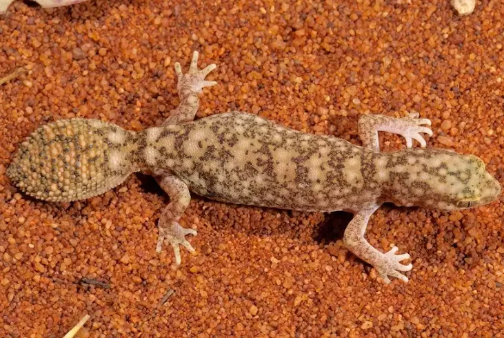 fat-tailed gecko species