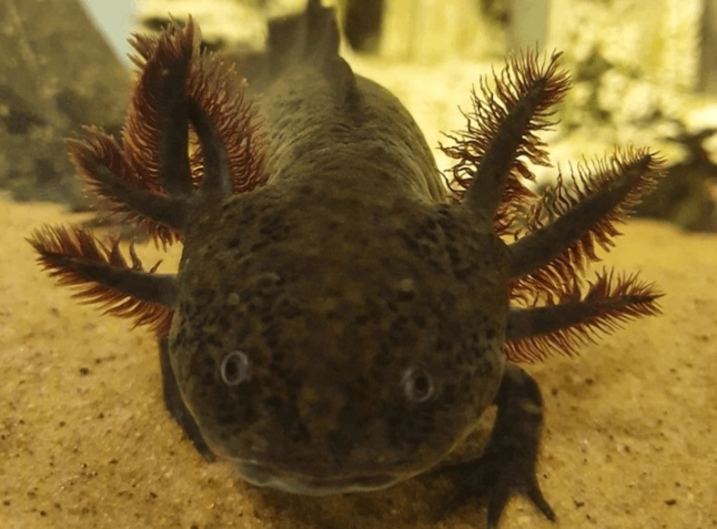 axolotl habitat setup axolotl habitat setup