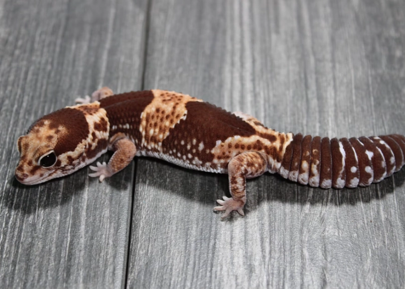 fat-tailed gecko species