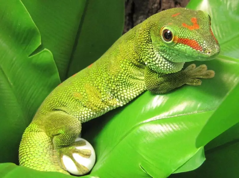 day gecko care day gecko care