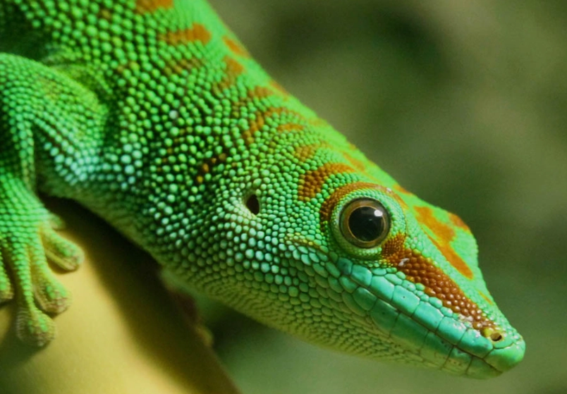 are day geckos good pets are day geckos good pets