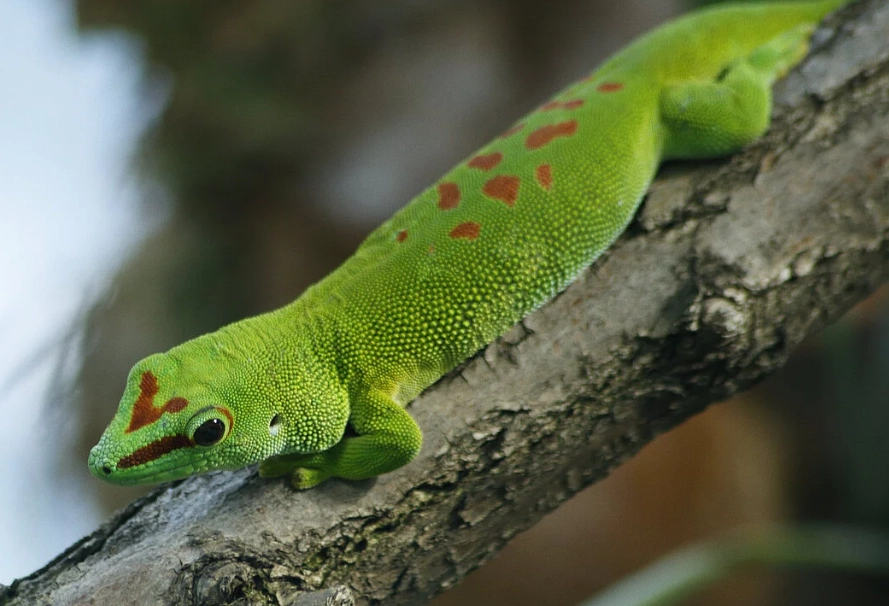 Phelsuma species