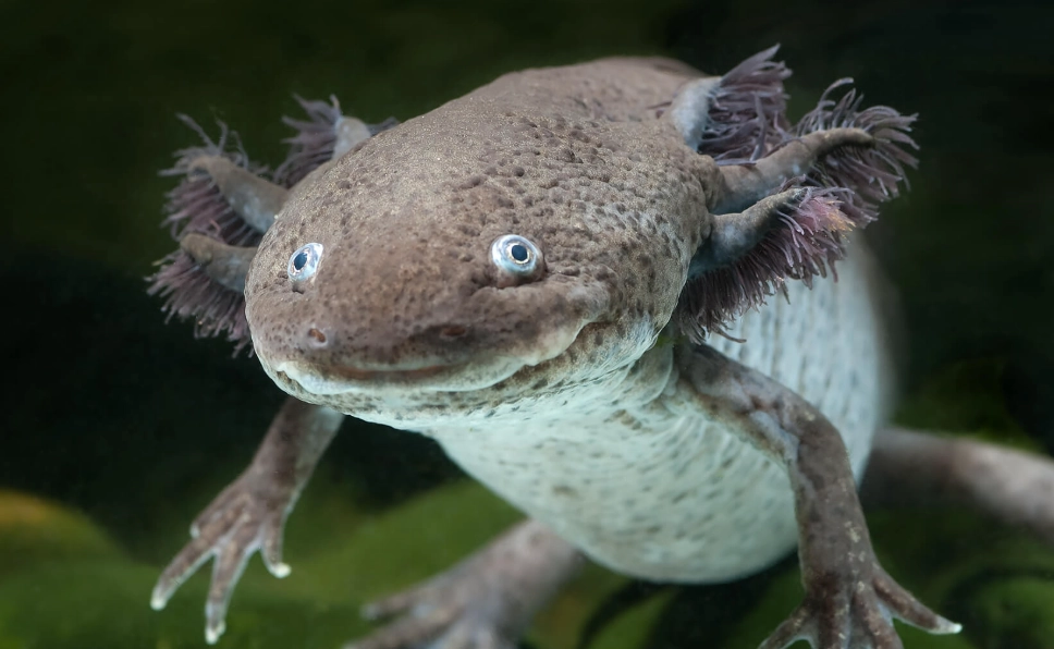 leucistic axolotl leucistic axolotl