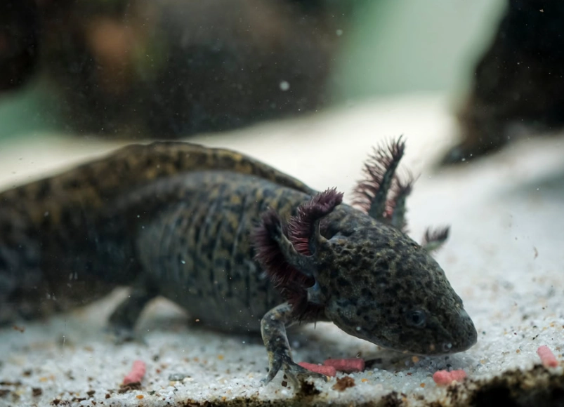 spotted axolotl care spotted axolotl care