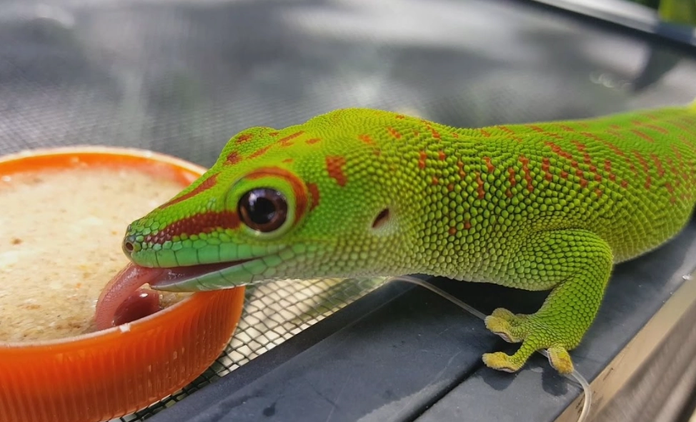 Phelsuma maintenance Phelsuma maintenance