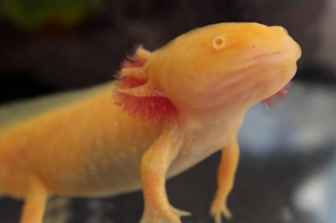 spotted axolotl care spotted axolotl care