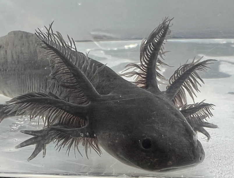 leucistic axolotl leucistic axolotl