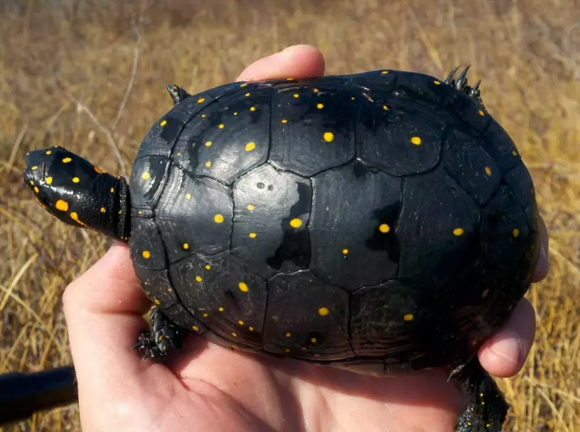 spotted turtle for sale