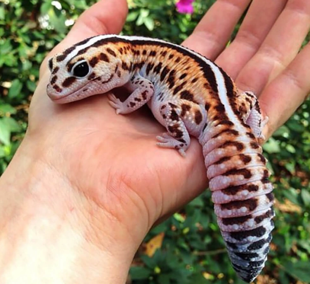 leopard gecko fat tail