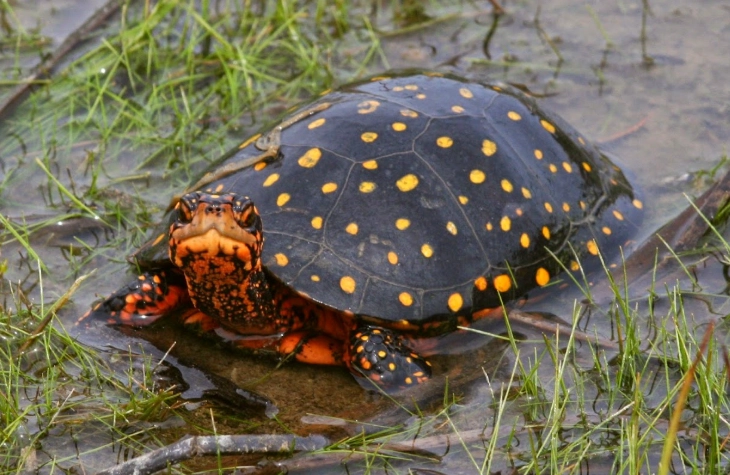 spotted turtle for sale