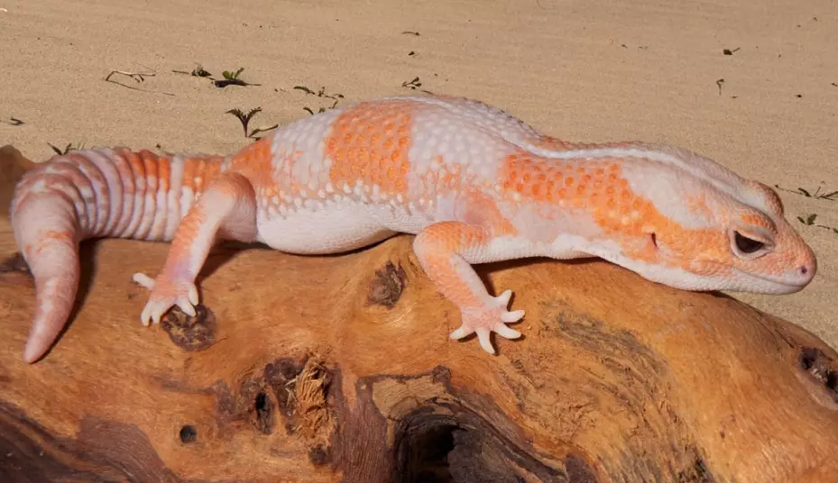African fat-tailed gecko