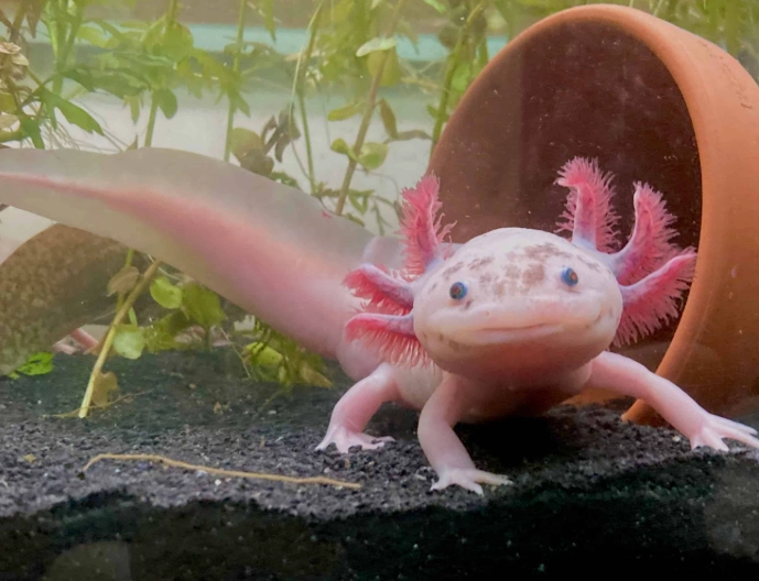 Mexican walking fish