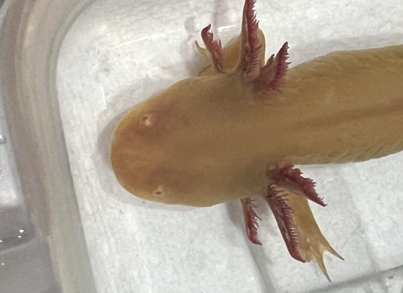 red spotted axolotl care red spotted axolotl care