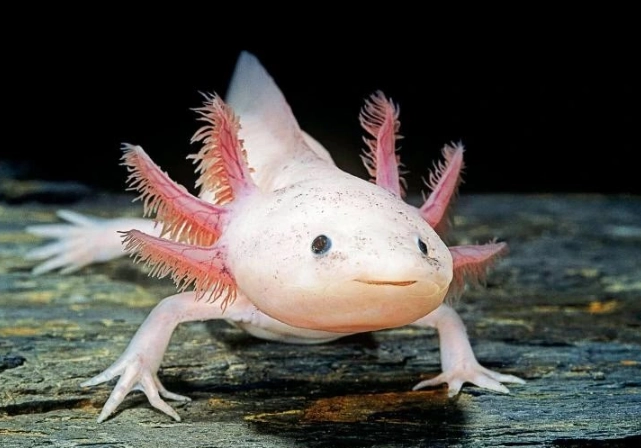 axolotl pet