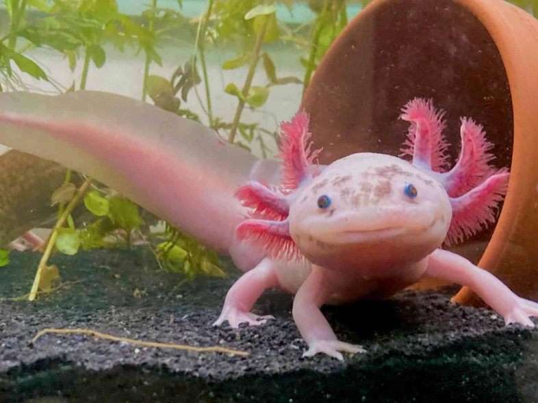 red spotted axolotl care red spotted axolotl care