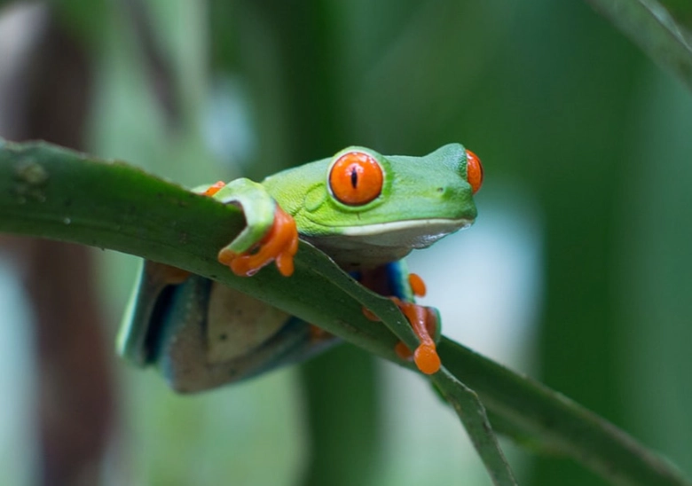 red eyed tree frog care