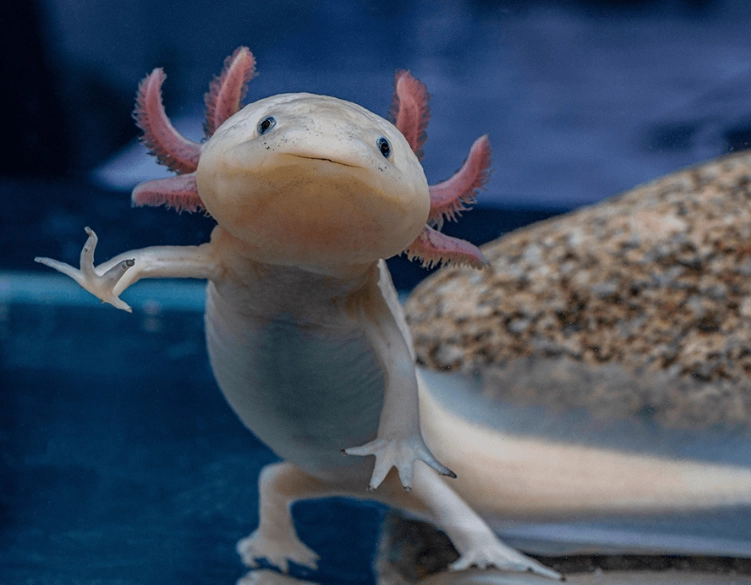 Axolotl vs newt
