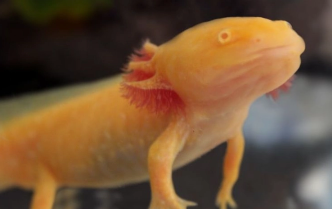 axolotl color morphs axolotl color morphs