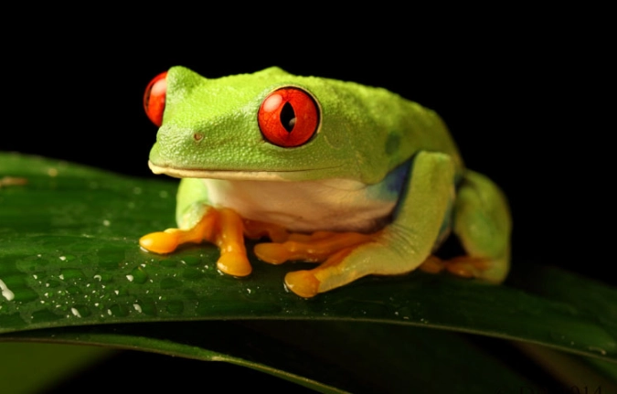 red eyed tree frog care