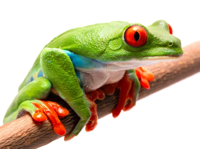 red eyed green tree frog habitat