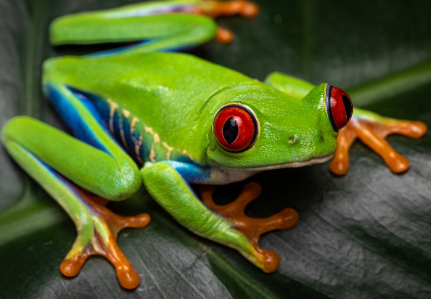 red eyed green tree frog habitat