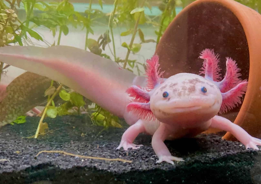 Axolotl vs newt