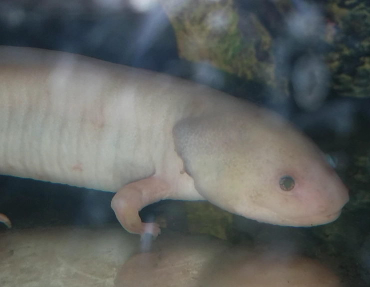 axolotl color morphs axolotl color morphs