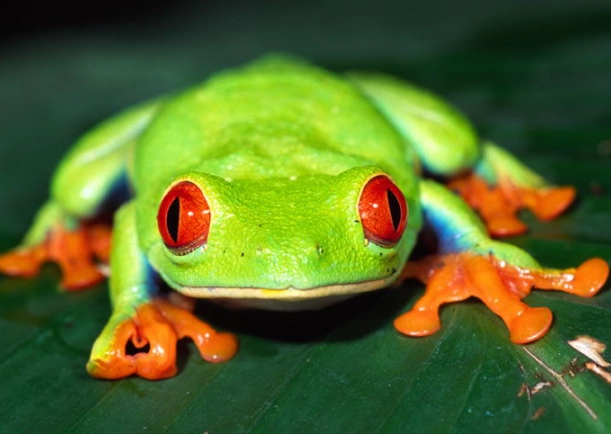 agalychnis callidryas