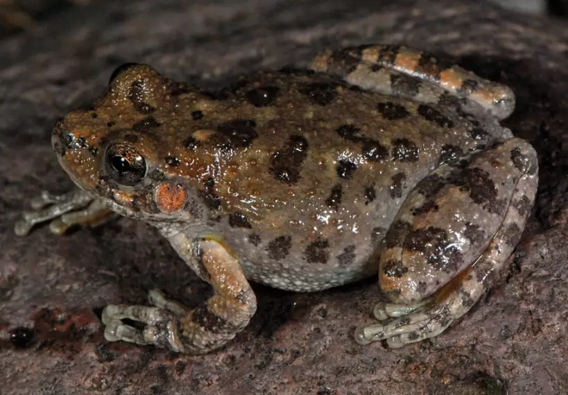 canyon tree frog sound canyon tree frog sound