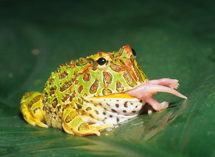 Texas Horned Frog Texas Horned Frog