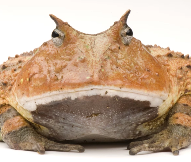 Pacman frog Pacman frog