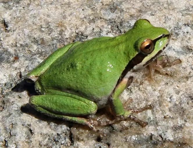 hyla regilla hyla regilla