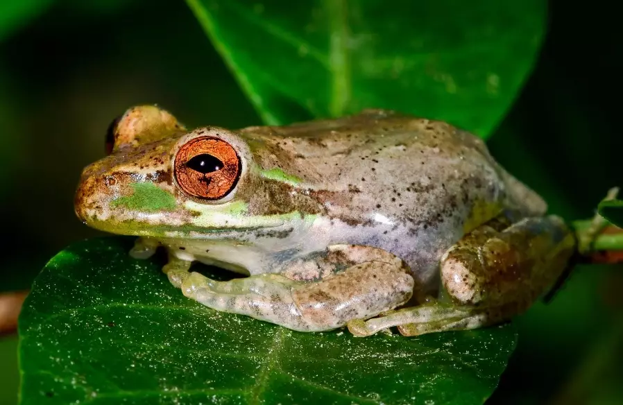 Florida frog sounds Florida frog sounds