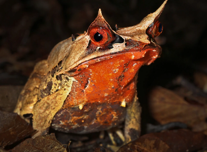 Horned Frog care Horned Frog care