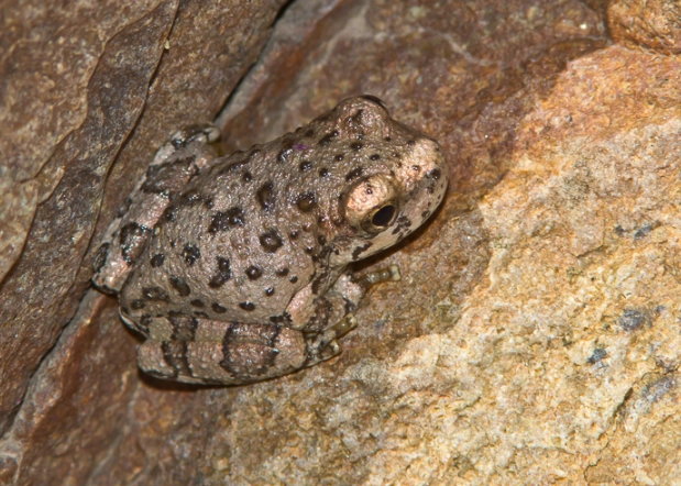 canyon tree frog care canyon tree frog care