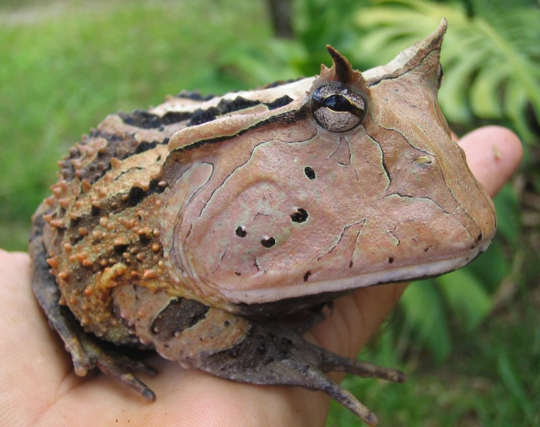 Pacman frog Pacman frog